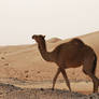 Stock 7 Camel