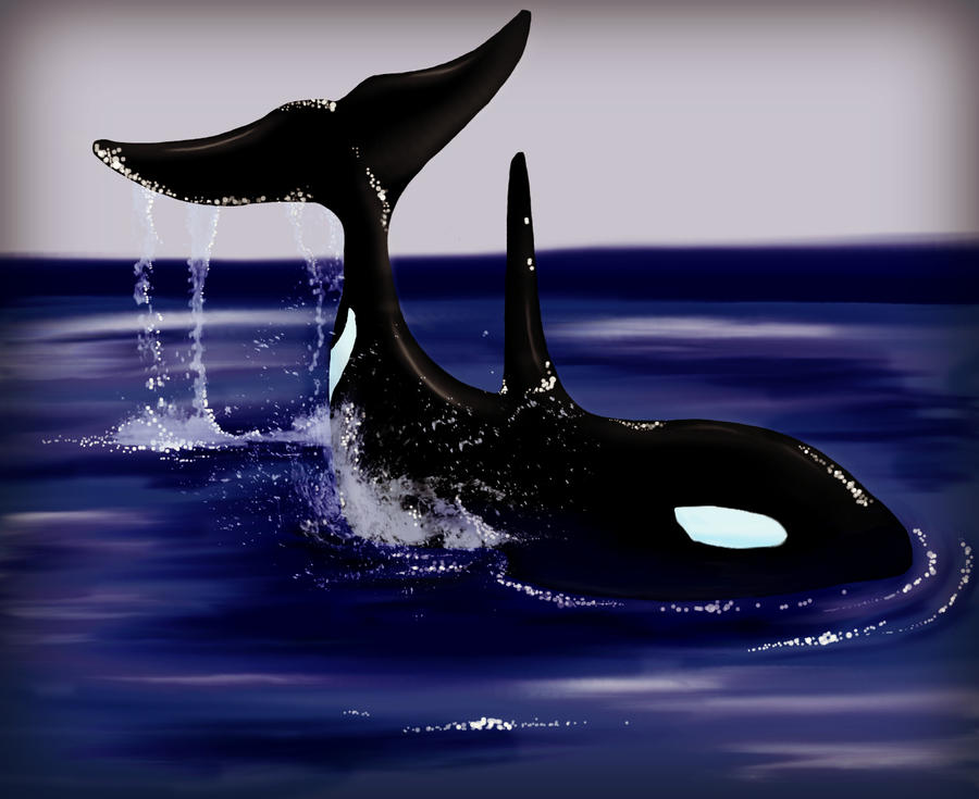 Digital: Orca Whale 2