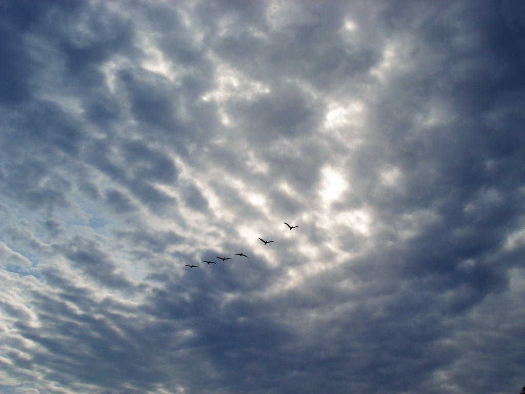 In Flight