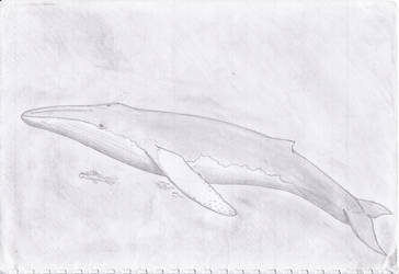 Just a Random Whale