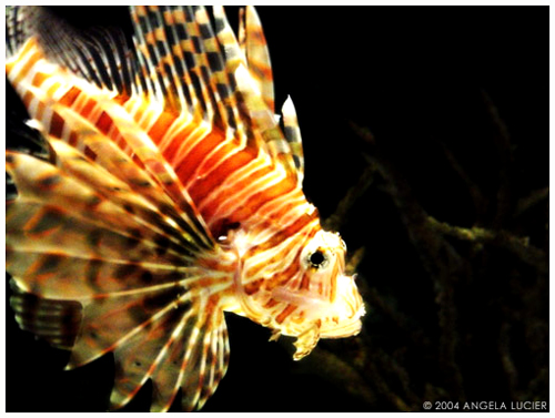 Lion Fish