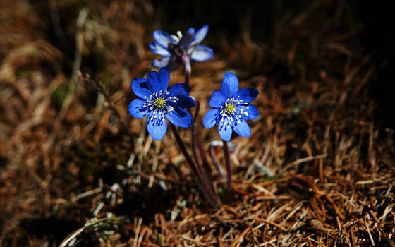 Wild Violets