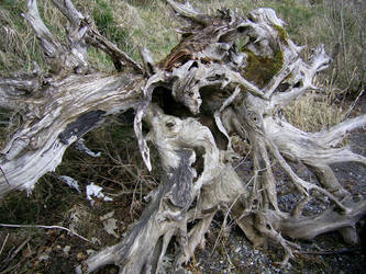 Agony of a dead tree