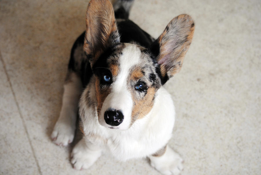 Corgi snapshot