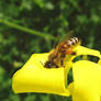 Flower bee shirt