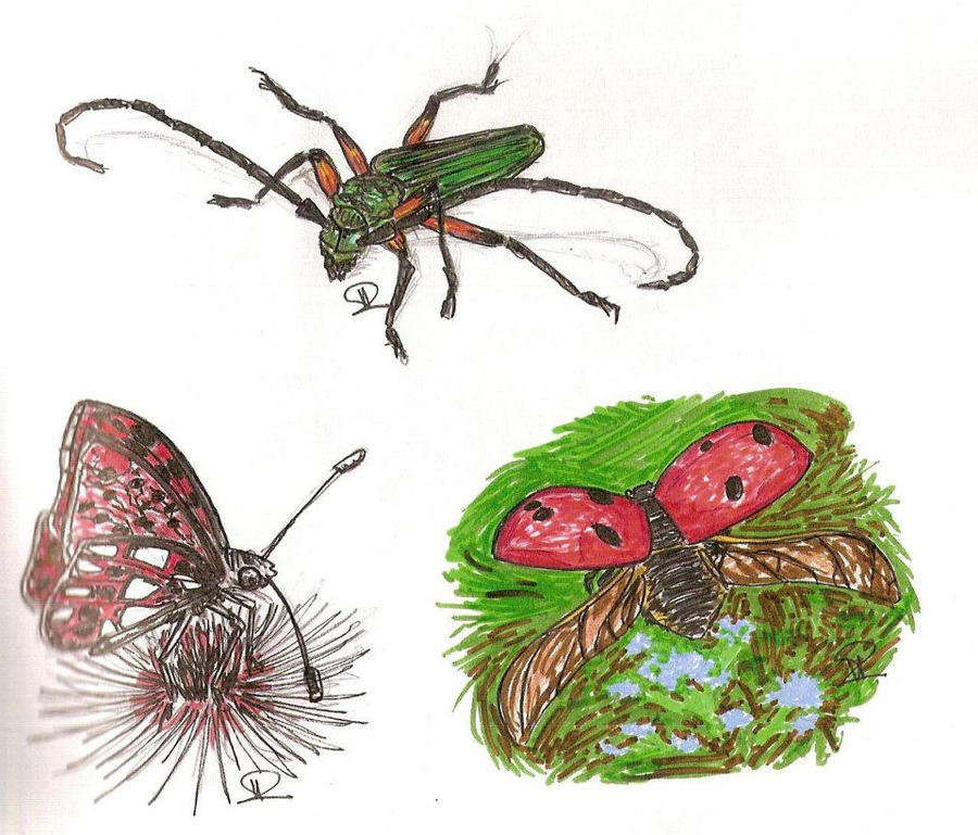 All Insects List Deviantart insect 1 by pierrel33 on DeviantArt
