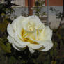 White rose - in school