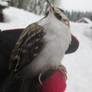 Treecreeper