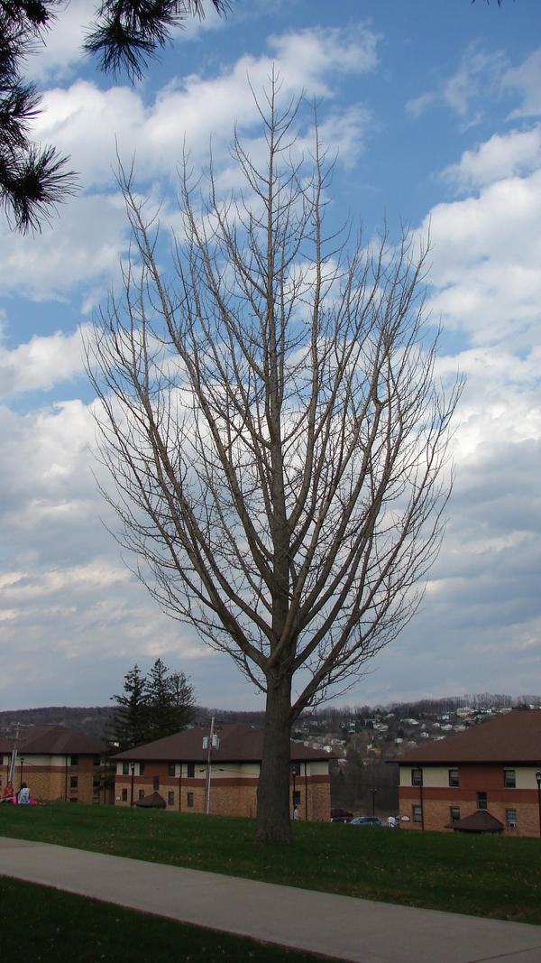 Reach for the Sky