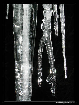 Branching icicle