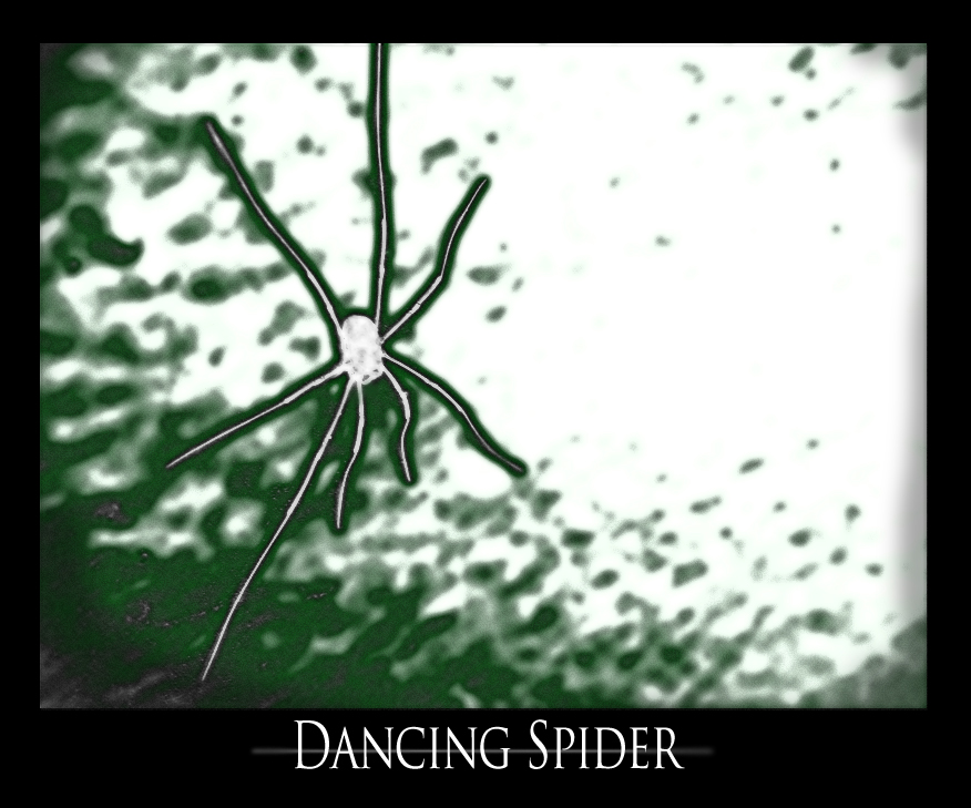 Dancing Spider