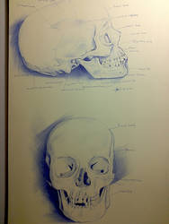 skull study - ballpoint