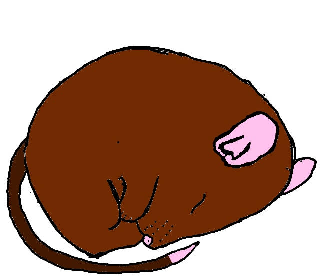 my rat buz by Peanut789 on DeviantArt