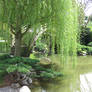 Weeping Willow