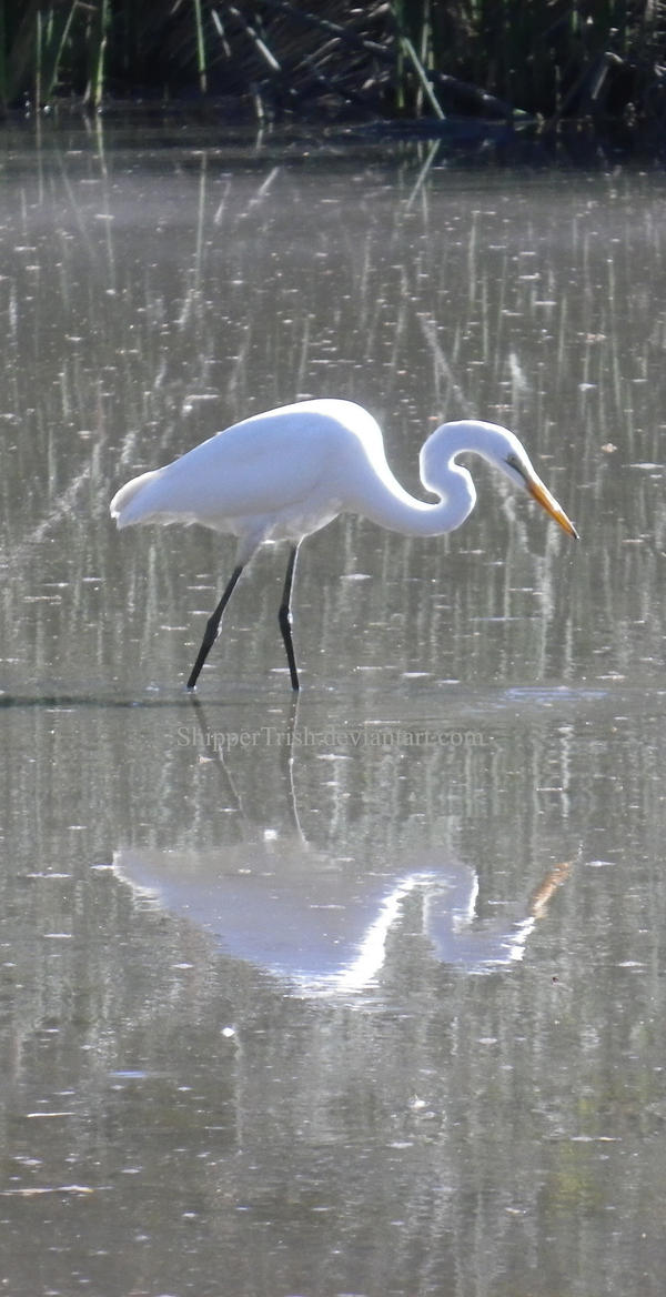 Heron Reflection