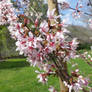 Cherry Blossom Slant