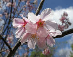 Cherry Blossoms by ShipperTrish
