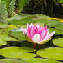 Semi-closed Water Lily