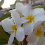 My Favorite Flower...Plumeria