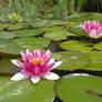 Water Lilies: Stages Of Bloom