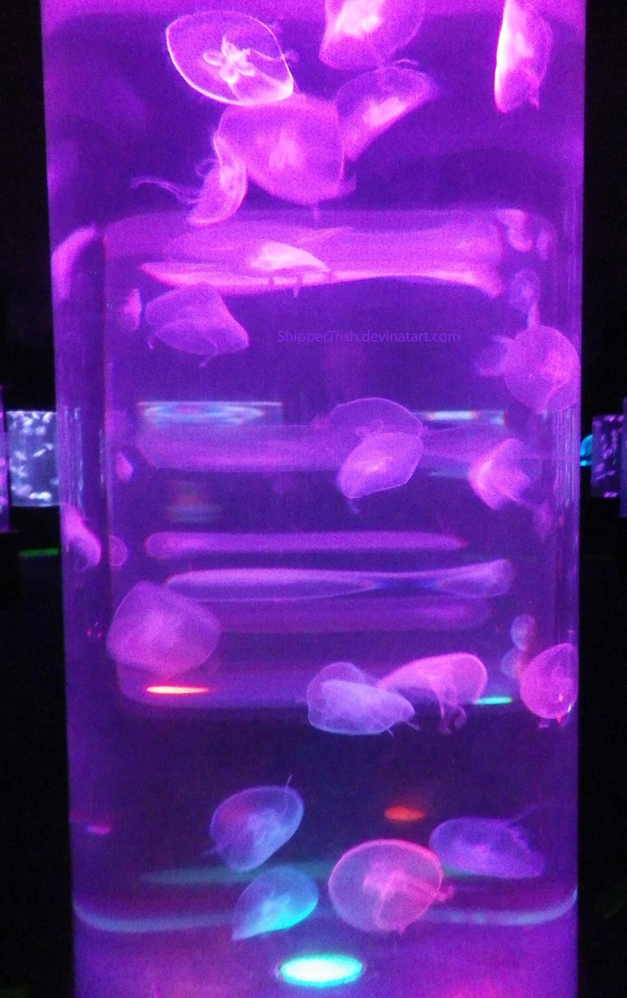 Jellyfish Lava Lamp