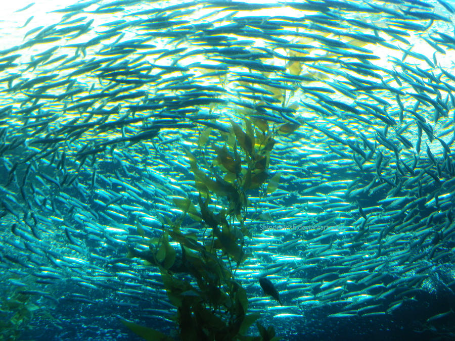 Ring Around the Kelp