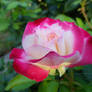 Magenta and White Rose in Bloom