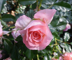 Pink Rose