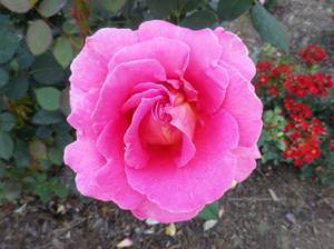 Pink Rose 2