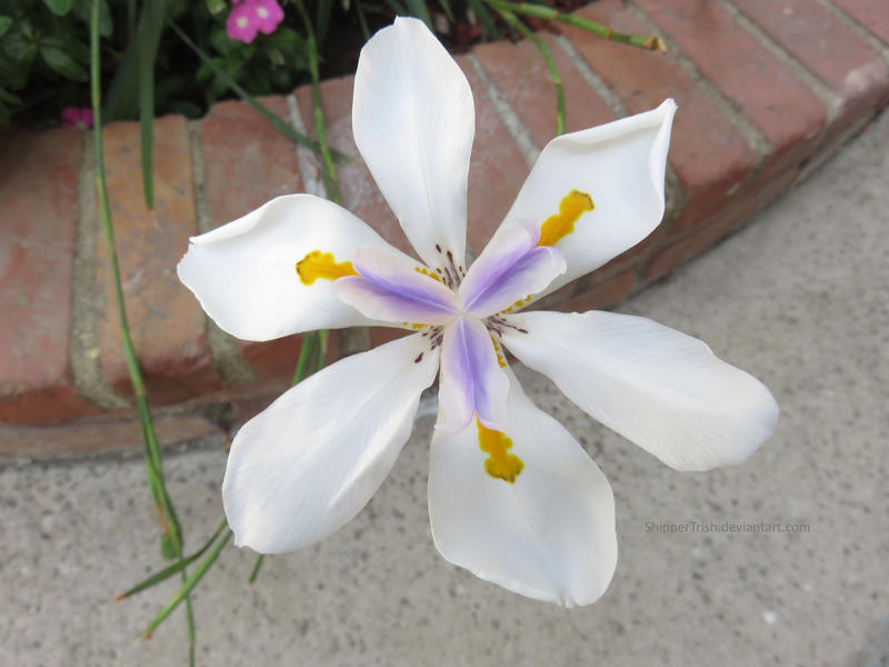 Unique Flower