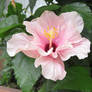 Pink Hibiscus