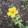 Little Yellow Flower