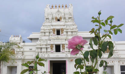 A Rose and a Temple