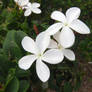 White Flowers