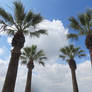 Pairs of Palms