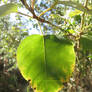 Leaf