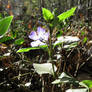 Sunlit Periwinkle