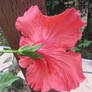 Backside of a Hibiscus