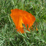 California Poppy