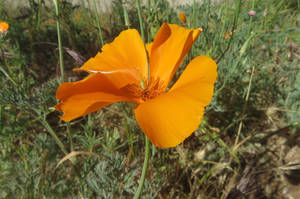 California Poppy