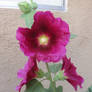 Hollyhock