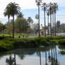 Reflections of Palm Trees