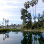 Reflections of Palm Trees