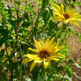 Yellow Flowers and a Ladybug