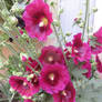 Hollyhocks