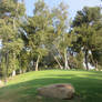 Trees and a Rock