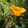 California Poppy