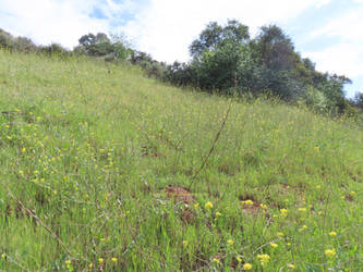 Yellow Wildflowers