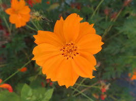 Orange Flower