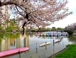 Colorful Boats